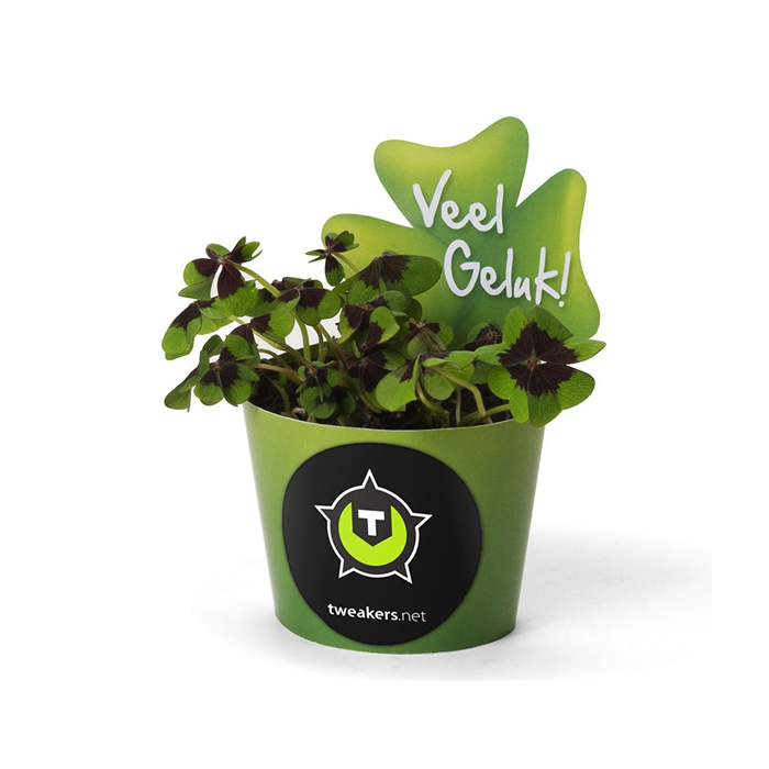 Klavertje vier - plantje