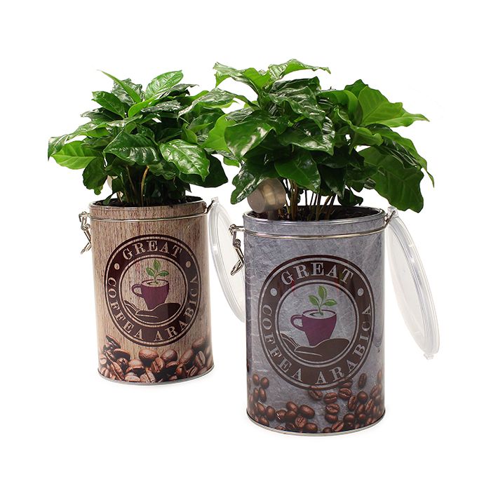 Koffieplant in voorraadblik