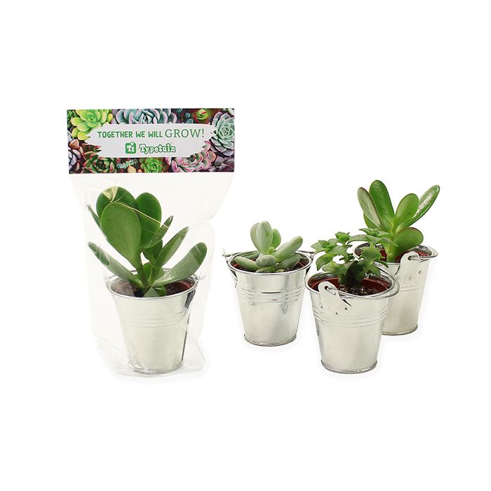 Vetplantjes met topkaartje