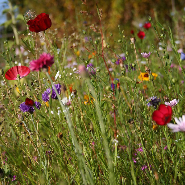 Flower/Seed bomb: Kweek een bloemenzee met slechts één worp!