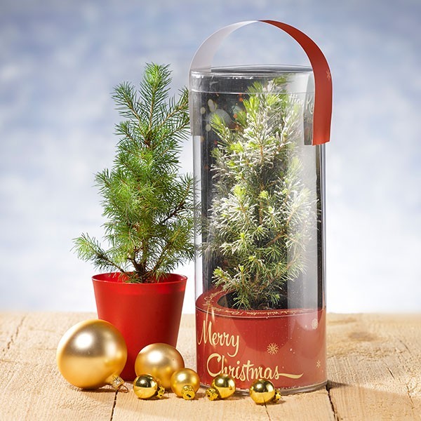 Groene kerstgeschenken voor groeiende relaties