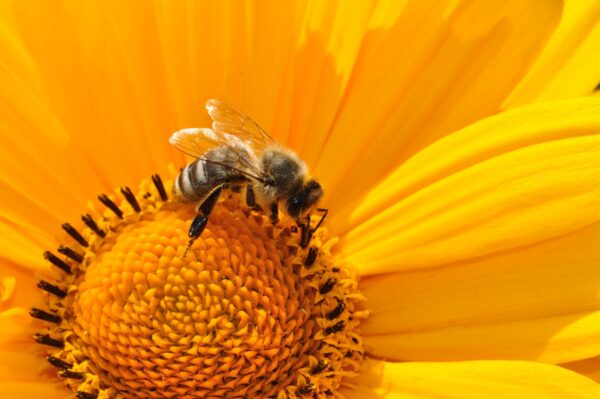 Bee Happy en verras collega's met een bijzonder geschenk op Wereld bijendag 2020